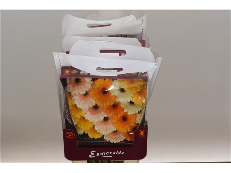Gerbera .racket Mi Mixed Valencia c1659