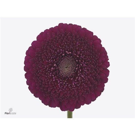 Gerbera .racket Mi Pomponi Danee c1666