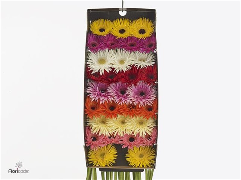 Gerbera .racket Mi Sp Mixed c1671