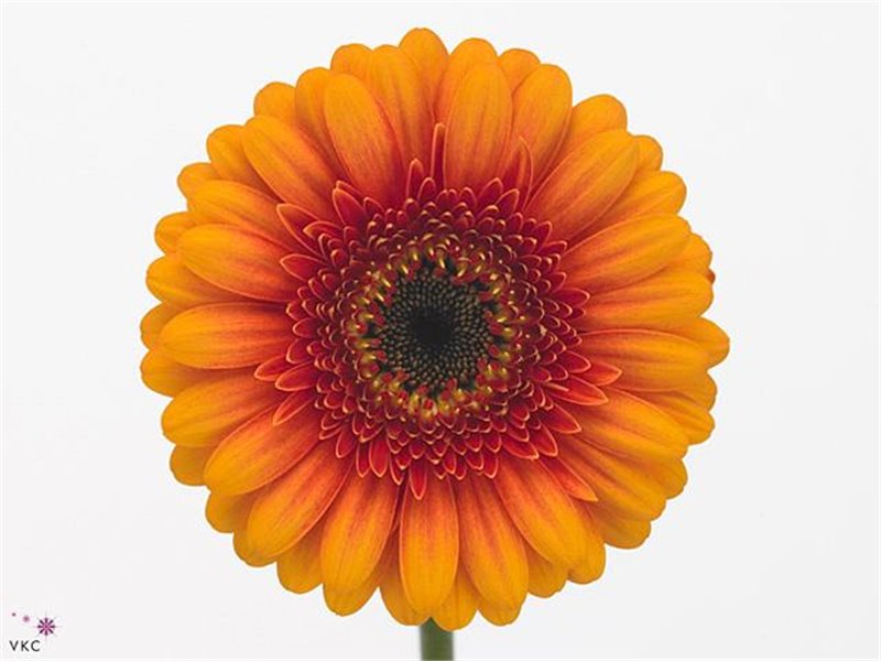 Gerbera .racket Mi Wakita c1673
