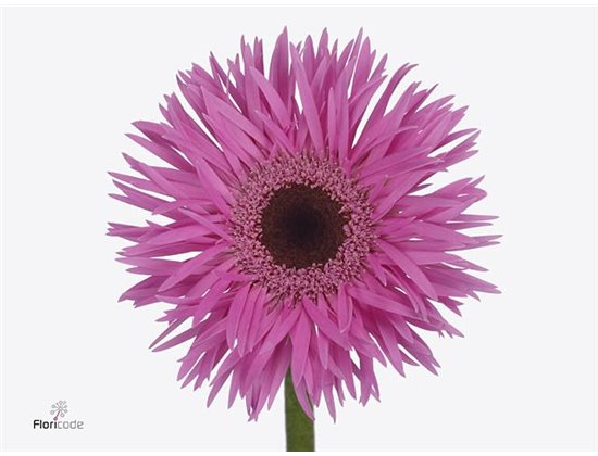 Gerbera .racket Mi Wakita c1674