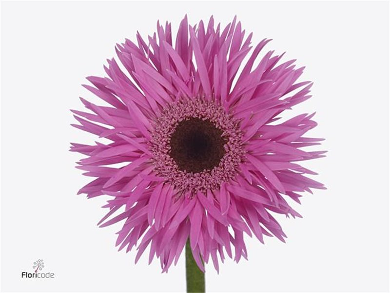 Gerbera .racket Mi Wakita c1674