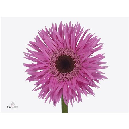 Gerbera .racket Mi Wakita c1674