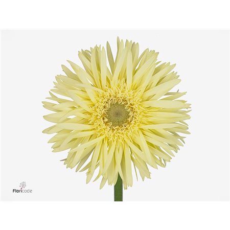 Gerbera Sp Mi Moonlight x20 c1677