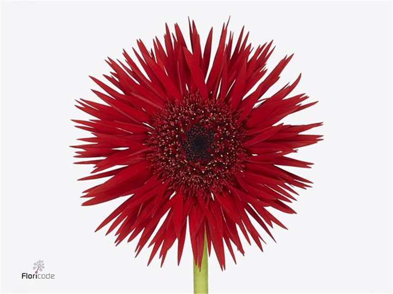 Gerbera Sp Mi Vulcano x20 c1681