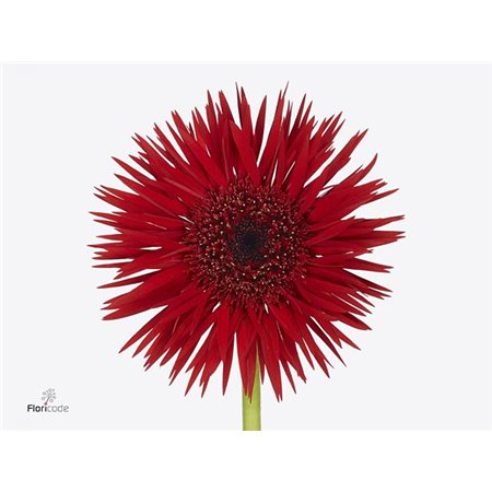 Gerbera Sp Mi Vulcano x20 c1681