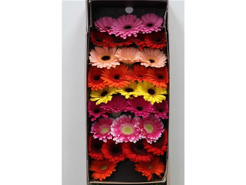 Gerbera Sp Mi Vulcano x20 c1682