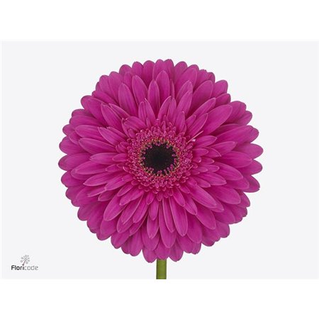 Gerbera * 65 Cm Madeira X10 c1693