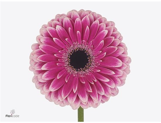 Gerbera * 65 Cm Mixed Pink in Bunch X10 (kwekers Keus) c1695