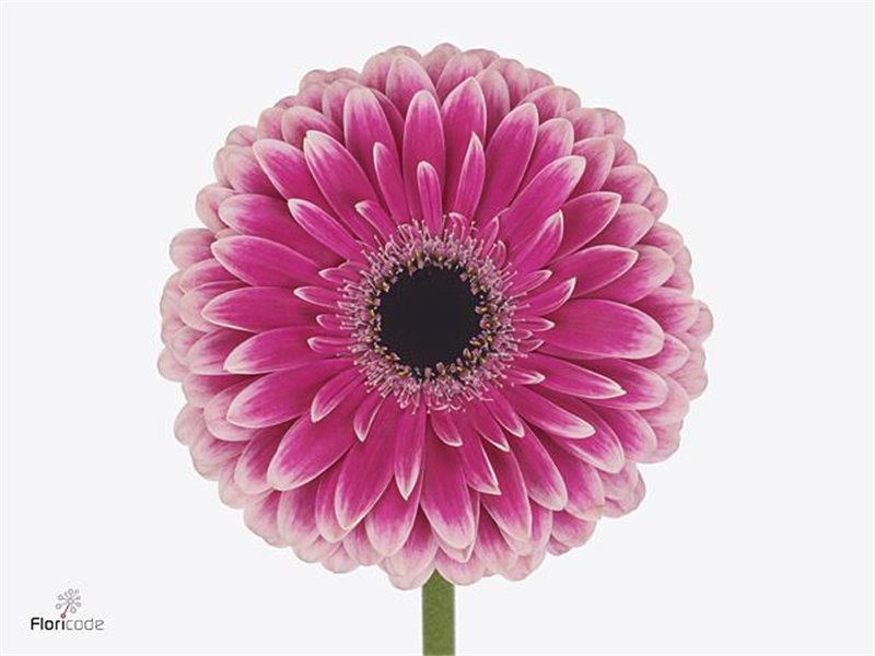 Gerbera * 65 Cm Mixed Pink in Bunch X10 (kwekers Keus) c1695