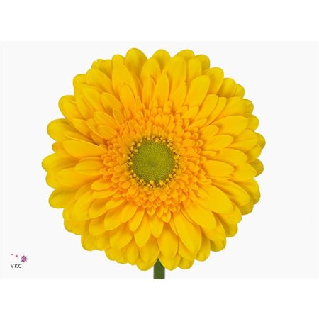 Gerbera * 65 Cm Submarine X10 c1696