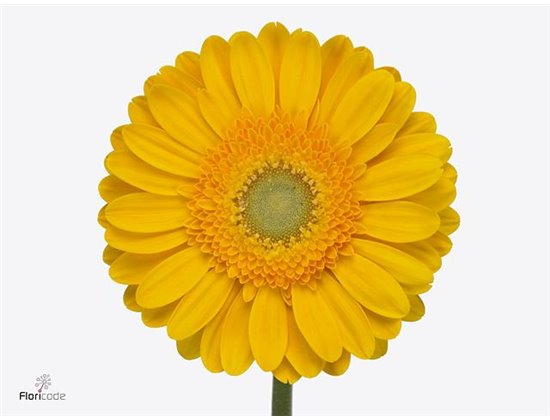 Gerbera * Captiva X10 c1698