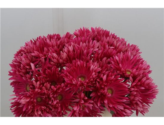 Gerbera * Gerpasta Twist x40 c1702