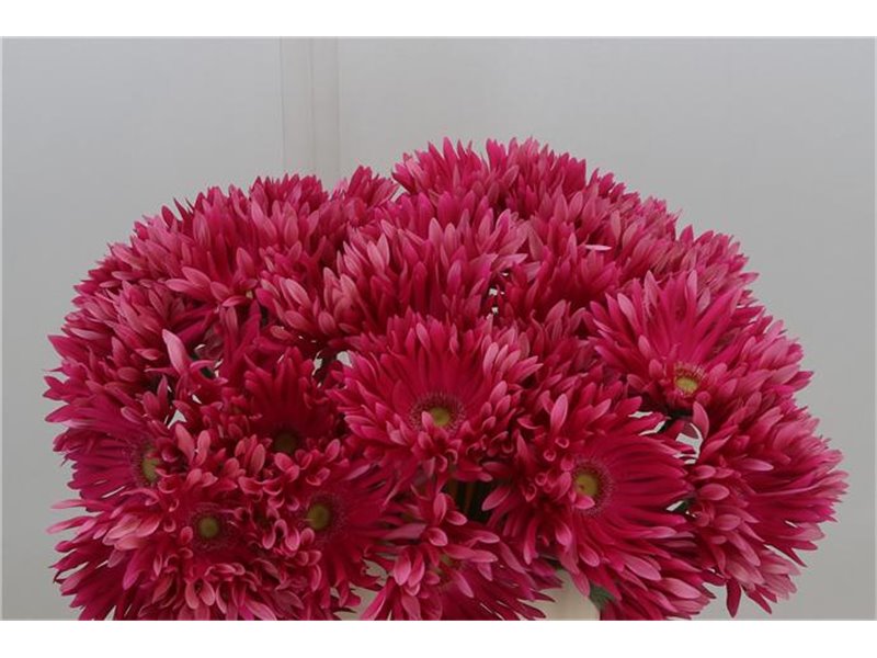 Gerbera * Gerpasta Twist x40 c1702