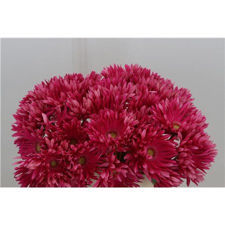 Gerbera * Gerpasta Twist x40 c1702