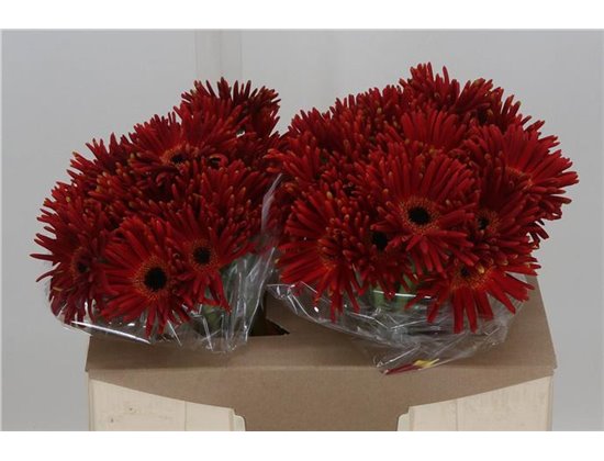 Gerbera * Pastini Soiree x25 c1710
