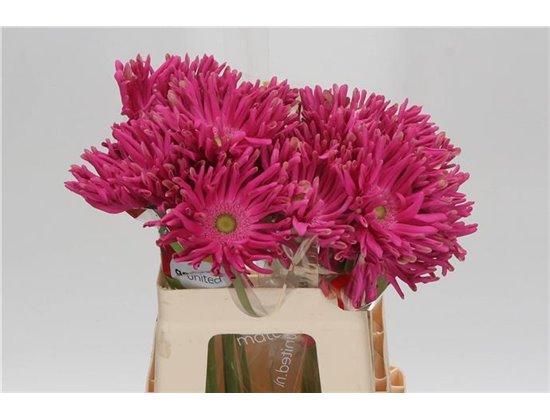 Gerbera * Rebel Jinx x20 c1713