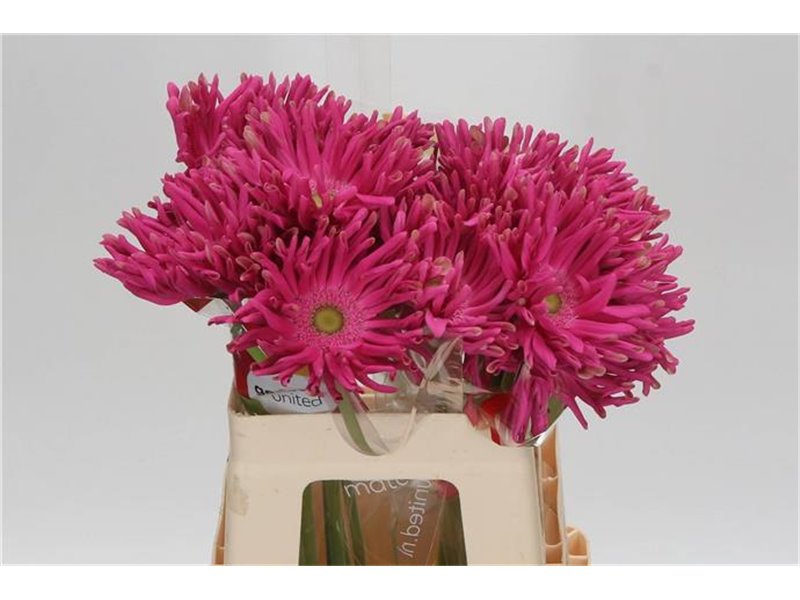 Gerbera * Rebel Jinx x20 c1713