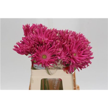 Gerbera * Rebel Jinx x20 c1713