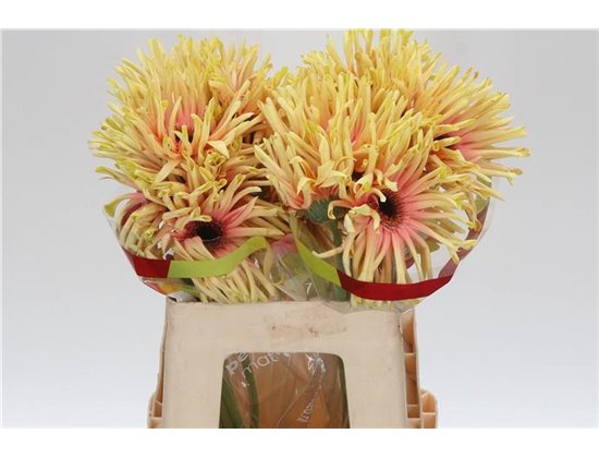 Gerbera * Rebel Typhoon x20 c1714
