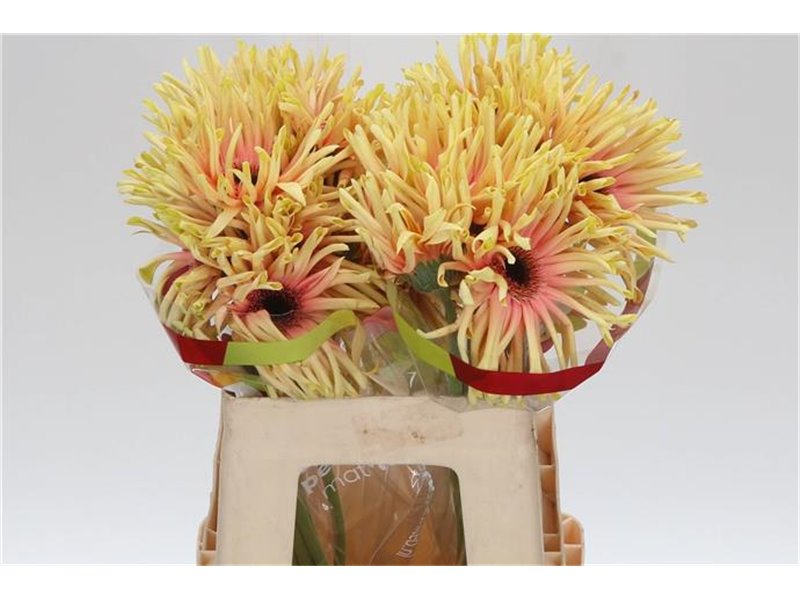 Gerbera * Rebel Typhoon x20 c1714