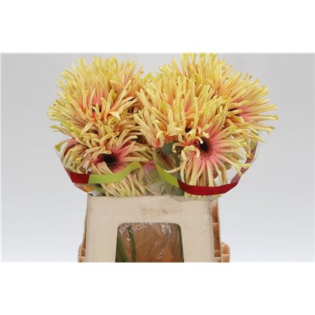 Gerbera * Rebel Typhoon x20 c1714