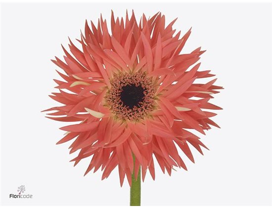 Gerbera * Scala X10 c1717
