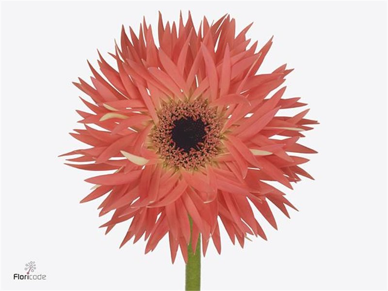 Gerbera * Scala X10 c1717