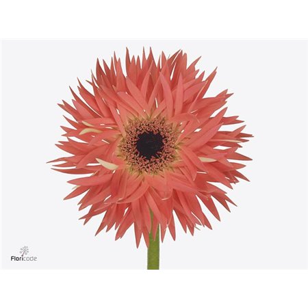 Gerbera * Scala X10 c1717