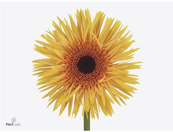 Gerbera * Sp Claudemir x20 c1719