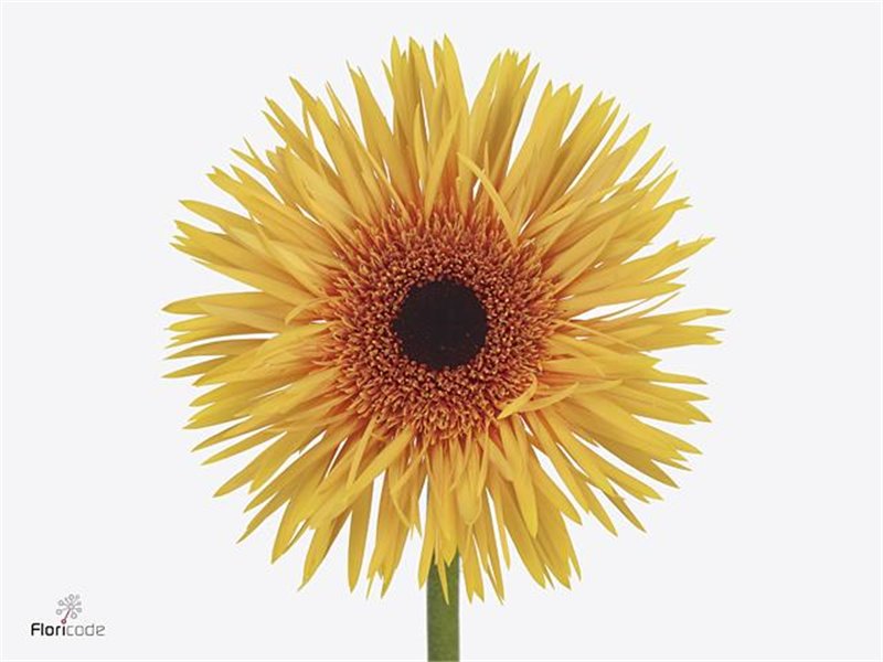 Gerbera * Sp Claudemir x20 c1719