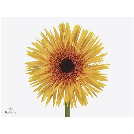 Gerbera * Sp Claudemir x20 c1719