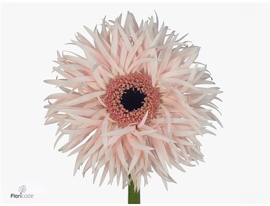 Gerbera * Sp Cream Springs x20 c1720