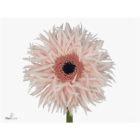 Gerbera * Sp Cream Springs x20 c1720