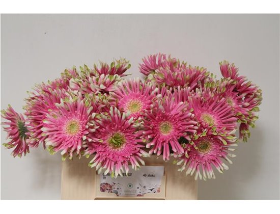 Gerbera * Sp Femke x40 c1721