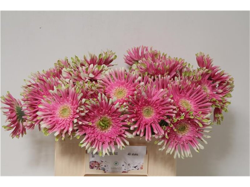 Gerbera * Sp Femke x40 c1721