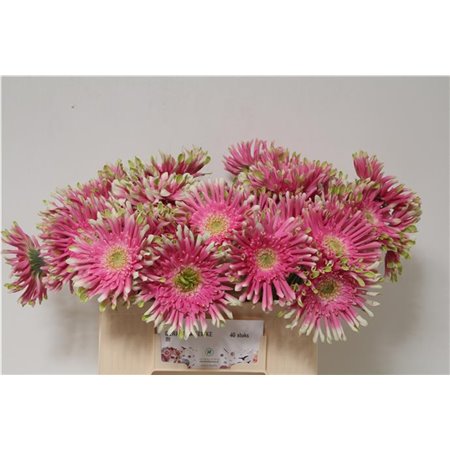 Gerbera * Sp Femke x40 c1721