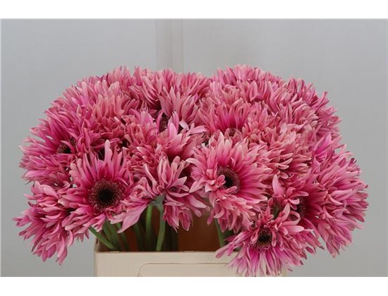 Gerbera * Sp Flash x40 c1722