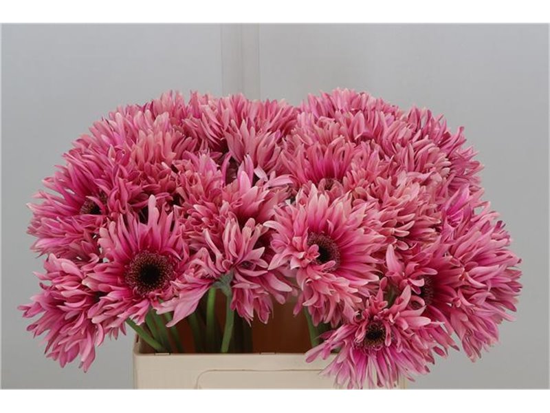 Gerbera * Sp Flash x40 c1722