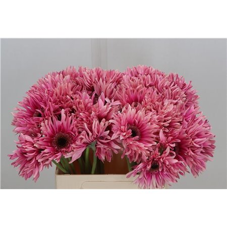 Gerbera * Sp Flash x40 c1722