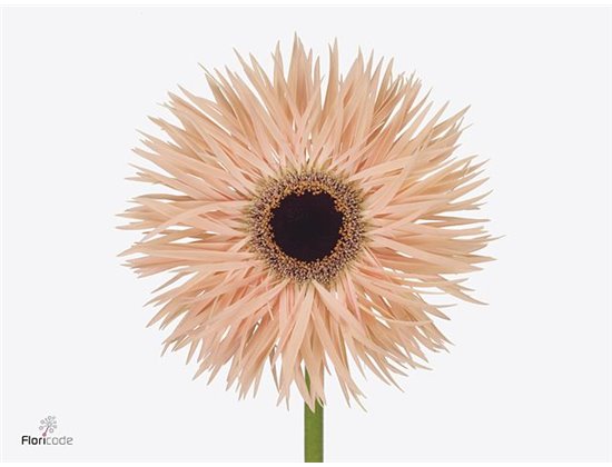 Gerbera * Sp Harmony x40 c1723