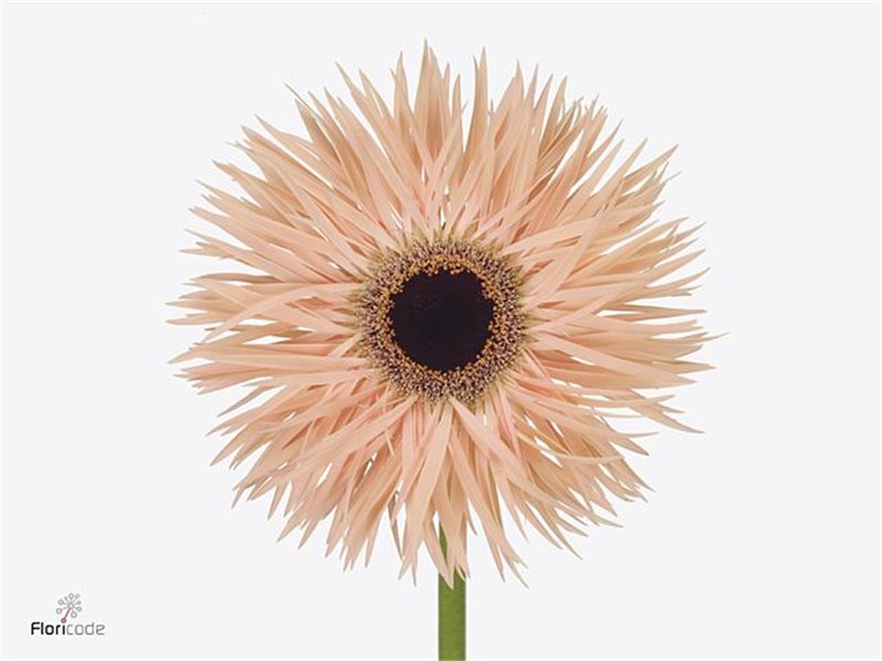 Gerbera * Sp Harmony x40 c1723