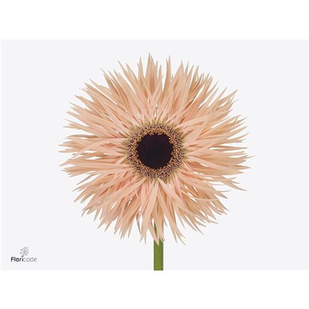 Gerbera * Sp Harmony x40 c1723
