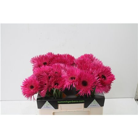 Gerbera * Sp Nola x20 c1725
