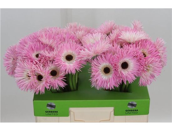 Gerbera * Sp Stitch X50 c1727