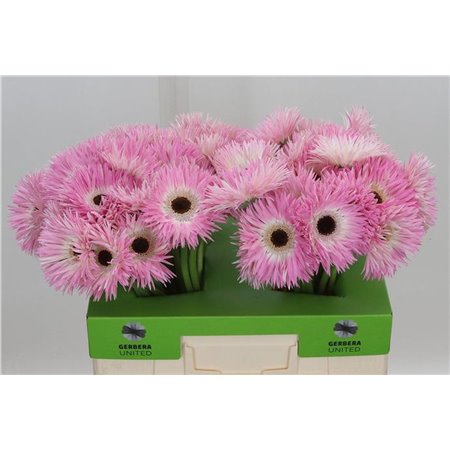 Gerbera * Sp Stitch X50 c1727