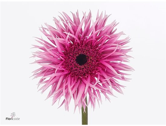 Gerbera * Sp Stitch X50 c1728