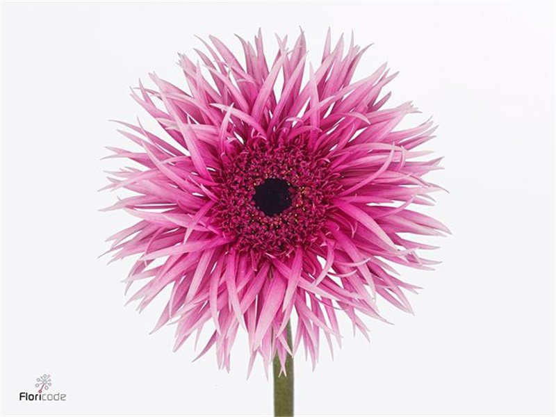 Gerbera * Victory x40 c1729