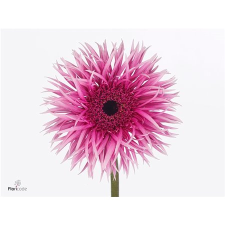 Gerbera * Victory x40 c1729