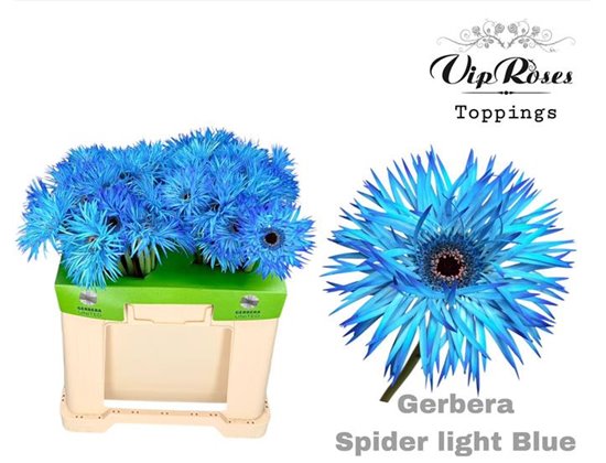 Gerbera Spider-shaped Spider Light Blue c1730
